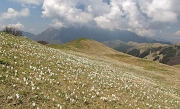 36 Quassù è ancora tempo di crocus in fiore...